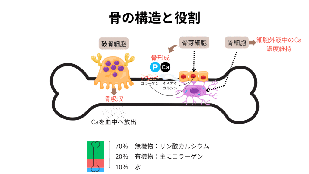 骨の構造と役割の図解。破骨細胞による骨吸収と骨芽細胞による骨形成の仕組み、および骨の成分比率（無機物70％、有機物20％、水10％）の解説。
