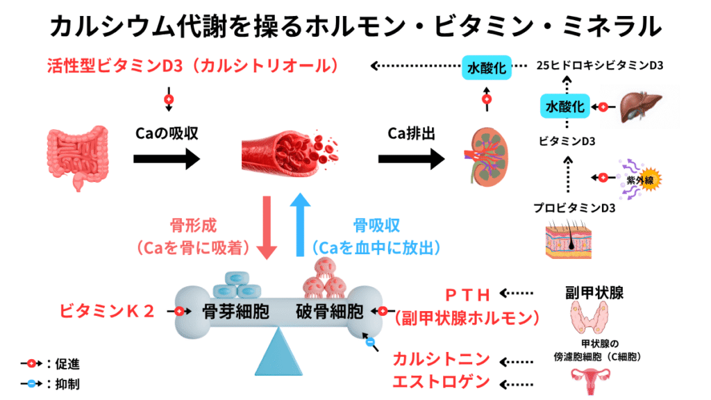カルシウム代謝を調節するホルモンと栄養素の相関図。活性型ビタミンD3、PTH（副甲状腺ホルモン）、カルシトニン、エストロゲンが骨・腸管・腎臓に与える影響のまとめ。