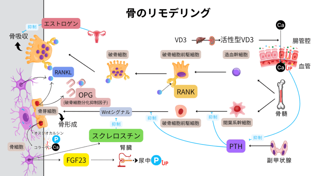 骨のリモデリング（骨吸収と骨形成）の正常なサイクルを示す詳細な分子メカニズム図。RANKL、OPG、Wntシグナル、スクレロスチンによる調節過程。
