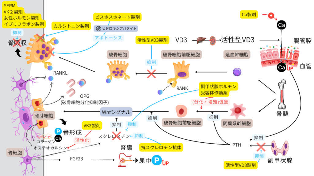 骨粗鬆症治療薬の薬理作用と特徴の網羅的な図解。ビスホスホネート製剤、活性型VD3製剤、SERM、抗スクレロスチン抗体、副甲状腺ホルモン受容体作動薬などが、骨吸収・骨形成の各プロセスにどう作用するかを示す詳細なメカニズムマップ。