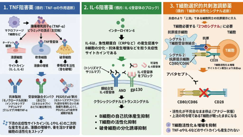 TNF阻害薬、IL-6阻害薬、T細胞選択的共刺激調節薬といった生物学的製剤(bDMARDs)が関節リウマチの炎症や骨破壊を抑制する仕組みの解説図。