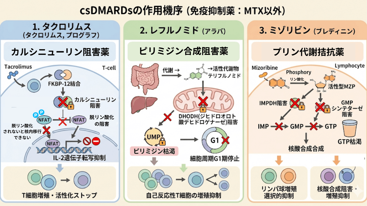 メトトレキサート 作用 機 序