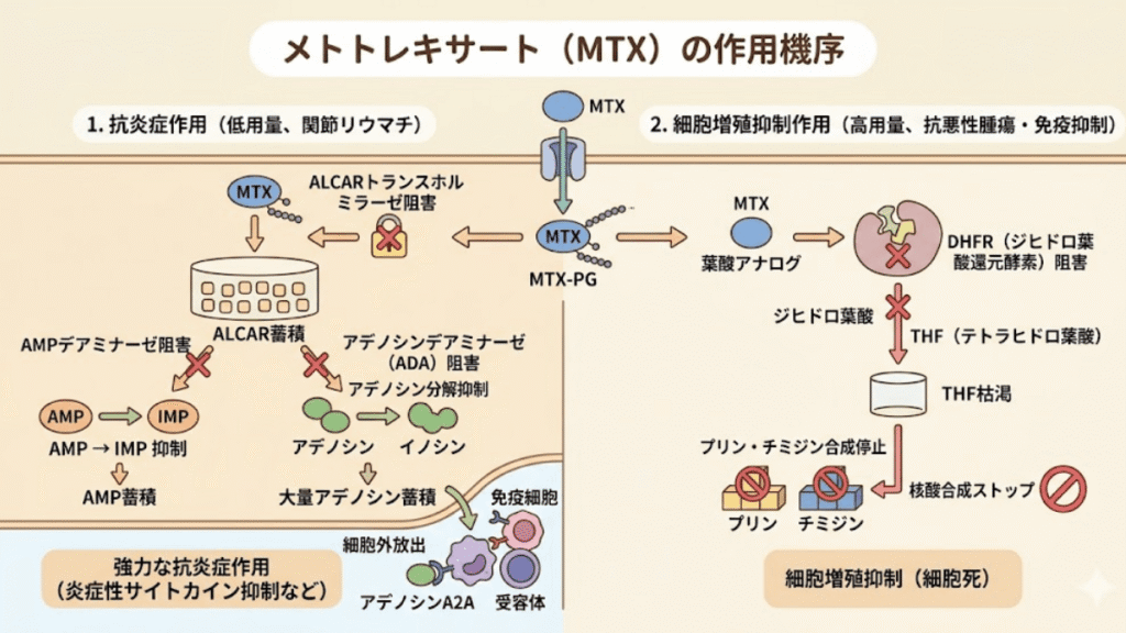 関節リウマチ治療のアンカードラッグであるメトトレキサート（MTX）が、抗炎症作用と細胞増殖抑制作用（核酸合成阻止）を発揮するプロセスの詳細図。