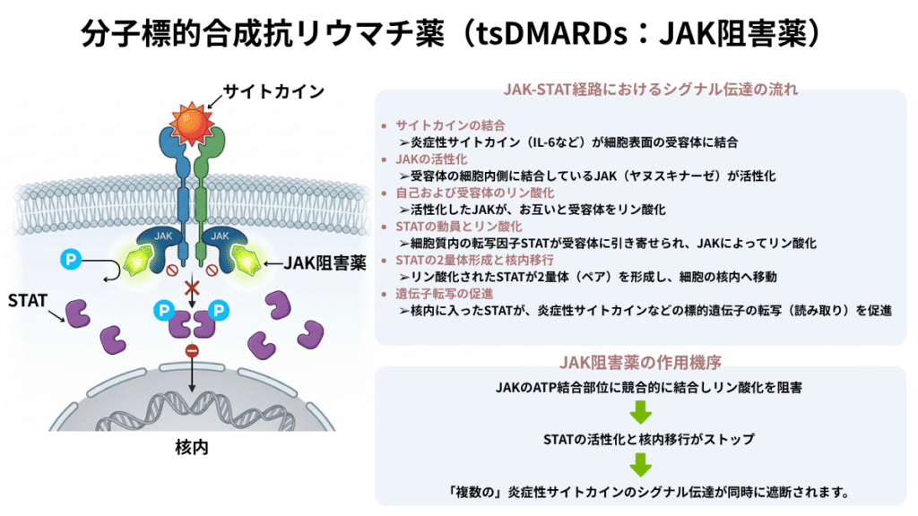 分子標的合成抗リウマチ薬（tsDMARDs：JAK阻害薬）の作用機序の解説図。JAK-STAT経路におけるシグナル伝達の流れとして、サイトカインの受容体結合、JAKの活性化、自己および受容体のリン酸化、STATの動員とリン酸化、STATの2量体形成と核内移行、遺伝子転写の促進という一連のステップを説明しています。JAK阻害薬はJAKのATP結合部位に競合的に結合し、STATの活性化と核内移行をストップさせることで、複数の炎症性サイトカインのシグナル伝達を同時に遮断する仕組みを示しています。